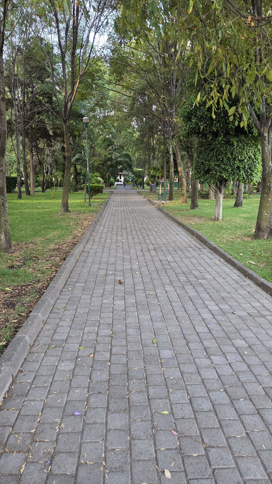 Andador de adocreto entre árboles